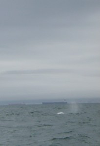 There's a whale in this picture. It's hard to see but it's there! 