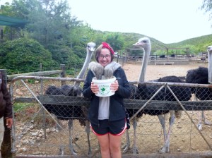 Feeding the ostriches. They will do anything for food. 