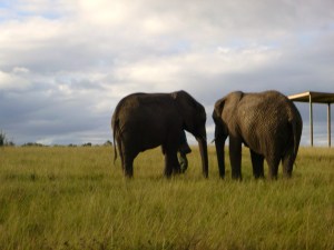 The Knysna elephants. 