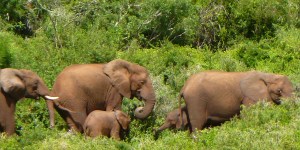 Elephants at Addo!